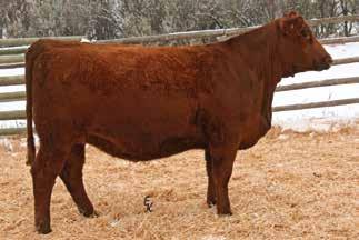 3/4 & 1/2 SimAngus Red Bred Heifers Future bull buyer, Kaitlyn Stocks, Baggs, WY, sporting her Kenner Simmental cap!