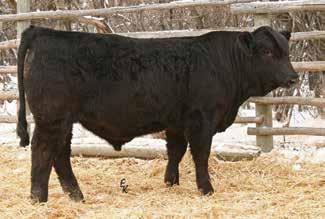 2 MM 30 MW 69 Purchased dam from Pherson Simmentals in the ND State Sale in 2006 and all 5 of her bull calves have made the sale. Ranks #9 for Adj. WW among the Purebreds.