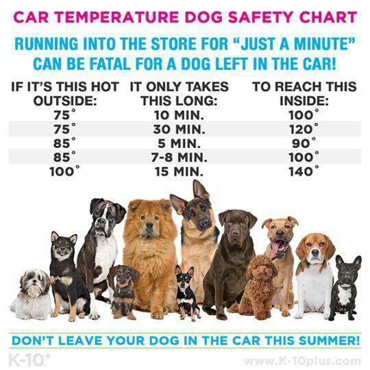 This means they are more sensitive to heat and can have a heat stroke quickly. It is NEVER ok to leave your dog in the vehicle without air conditioning, even if your car windows are down.