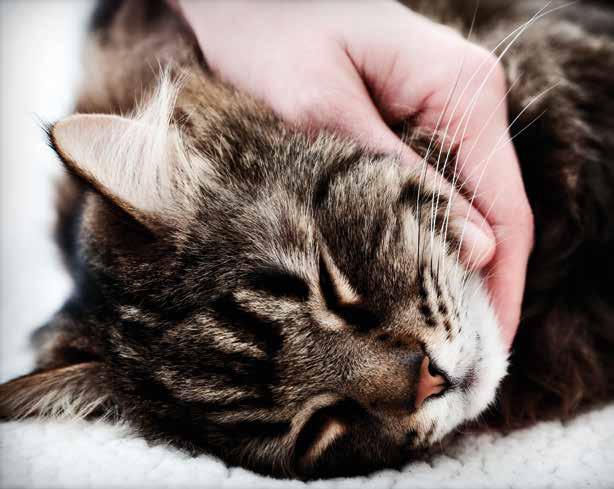 homeopathy provokes the body into healing itself. Homeopathic remedies like Rhus Tox can help cats with problems such as stiffness that eases on movement.