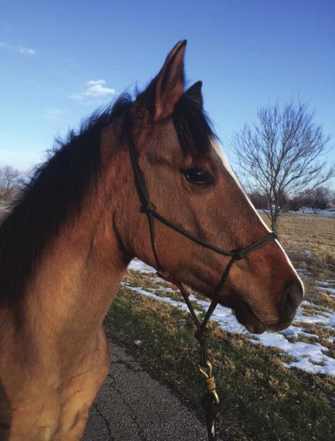 Homeopathic Treatment in a Yearling for Joint Capsule Injury and Fracture by Jody Bearman, DVM, CVA, CVCH, CVSMT Patient Information: Zip is a one year old, Quarter Horse gelding, 344 kg Presenting