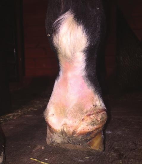 The healing wound had a good granulation bed at the coronary band, was non-painful to touch, and had a very slight white discharge between the heel bulbs at the caudal aspect of the wound.