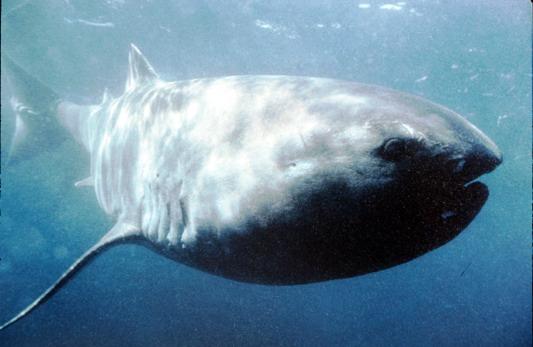 Megamouth shark Classification and Systematics Megachasma pelagios Taylor, Compagno & Struhsaker Family Megachasmidae Classification is putting things into groups when a taxonomist describes a new