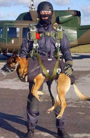 the super-secret SEAL DevGru unit was identified by name: Cairo, the war dog. Cairo, like most canine members of the elite U.S. Navy SEAL s, is a Belgian Malinois.
