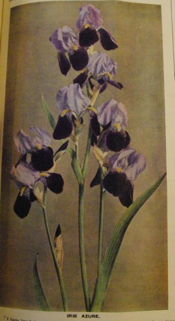 Wanted: Bliss Irises Azure. 1919 TB-M-B3D Leonidas x Maori King (same pod as Dusky Maid) Photo: The garden 1921 Standards light lavender violet reticulated with brownish violet, slightly bronzed.
