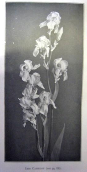 Camelot.1918. TB-M-W2 Assuerus x Mrs Horace Darwin Photo: Wallace Catalogue 1921 Standards lavender, white at edges plicated with deep lavender.