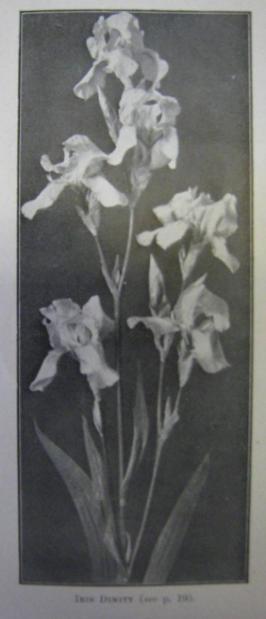 Dimity. 1919 TB-M-W2 Mme Chereau x Cordelia) x (Mme Chereau x Queen of May) Photo: The Garden 1922 A strong growing variety with tall branching spikes.