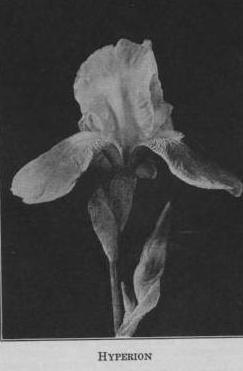 Hyperion 1921 TB-M-B3D Trosupurba x Dominion Photo: Wayman catalogue 1931 Lightest blue-toned flower of the Dominion race. Standards bluish lavender. Falls clear bright pleroma violet. Strong grower.