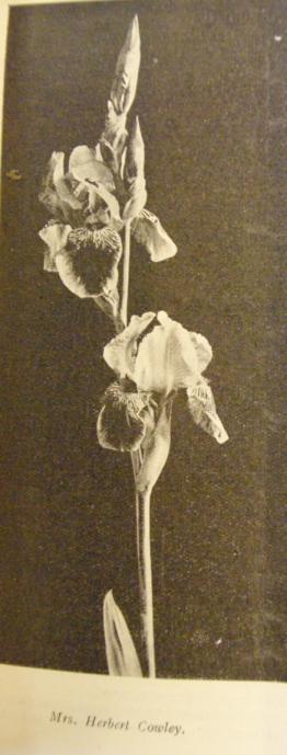 Very free flowering and individual flowers of great substance. 3' 8" (Whitelegg/Orpington 1920) Mrs Cowley Reg.
