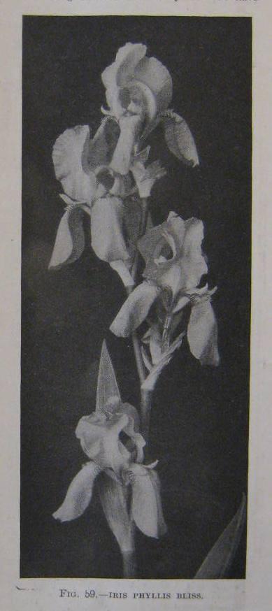 Phyllis Bliss 1919 TB-MLa-R1L sweet lavender x macrantha Photo: Gardeners Chronicle1922 Graceful in form and outline, with flowers of self pale rosy lavender.