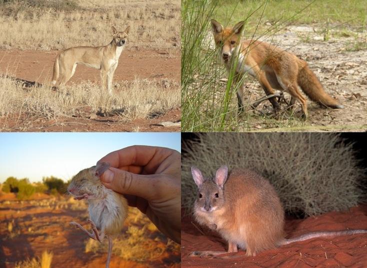 90 Biodiversity Enrichment in a Diverse World Plate 1. Rufous hare-wallabies Lagorchestes hirsutus (bottom right; photo from www.arkive.