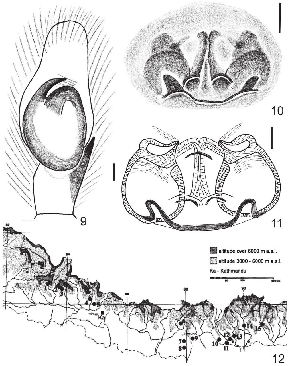 The genus Pancorius from Himalayas 187 9. Left palpal organ of Pancorius magnus Żabka, 1985, lateral view. 10-11. P. urnus n. sp., female: 10. epigynum, ventral view; 11.