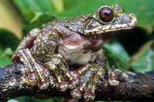 Rabb s Fringe-limbed Treefrog Ecnomiohyla rabborum Category: