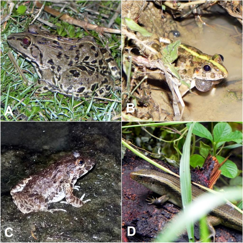 AL-RAZI ET AL. (JnU/ZooM/Amp/2014/0013). We found two additional males in a different paddy field and two females in grassy areas. All of the males were calling.
