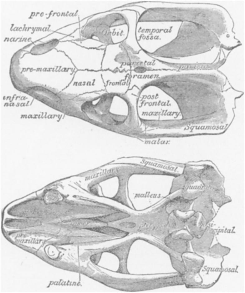 316 THE AMERICAN NATURALIST. [VOL. XXXII. ectopterygoids; humerus with an entepicondylar foramen; digital formula of fore foot, 2, 3, 3, 3, 3 phalanges.