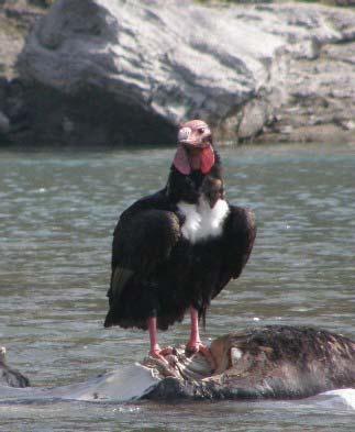 Photo 2: Red-headed vulture Photo 3: