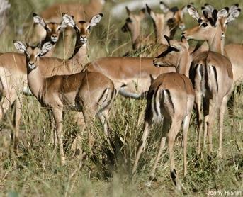 All kinds of antelope Singita Pamushana boasts a diversity of antelope that rivals any other reserve in southern Africa.
