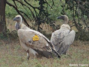 which was tagged. Cape vultures are listed by the IUCN as "Vulnerable", the major problems they face are poisoning, disturbance at breeding colonies and powerline electrocution.