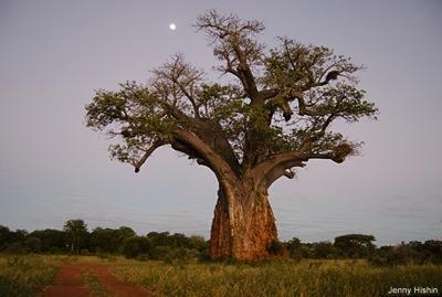 The living monument baobab on the Banyini was backlit with moonshine as the first rays of sunrise rose on the eastern horizon. "Best honeymoon spot!
