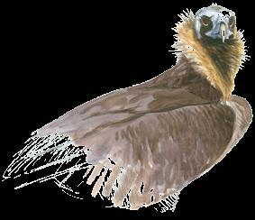 Griffon vulture 94% Cinereous vulture 98% Egyptian