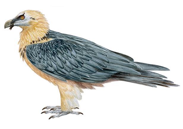 Bearded vulture Gypaetus barbatus The species is mainly distributed in the Pyrenees, with incipient populations in the Cantabrian Mountains and Andalusia, result of