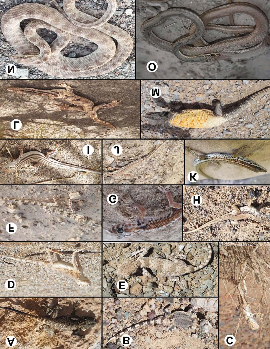 A Preliminary Study of the Reptile s Fauna in Northwestern Yazd Province, Iran 245 Fig. 1.