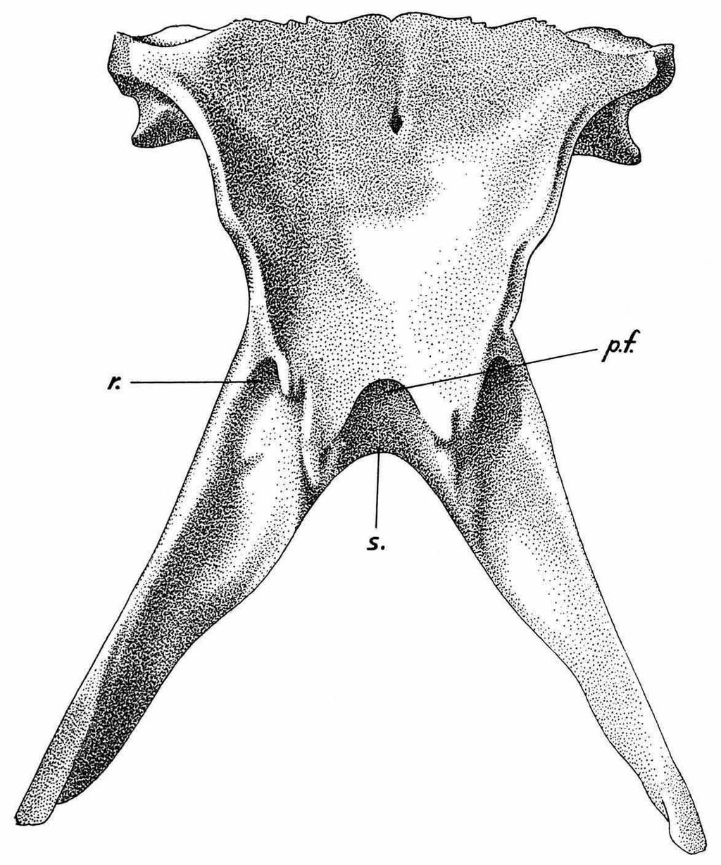 116 L. D. BRONGERSMA the tip; at the base of the processes the posterior border forms a distinct angle with the latero-posterior border of the parietal table. In V.