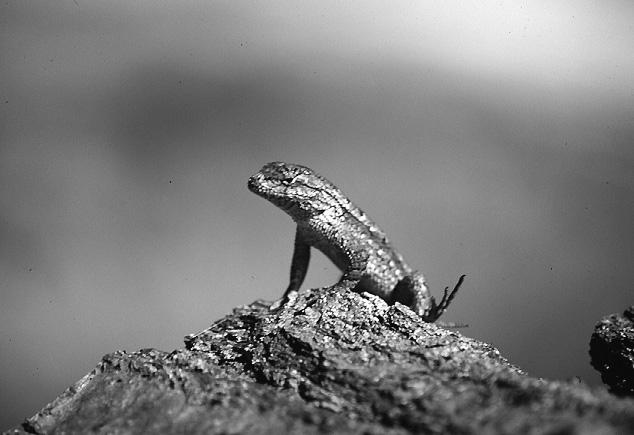Figure 1. Hatchling Sceloporus undulatus in Jefferson National Forest, Montgomery County, Virginia. Photograph by D. A. Warner. Figure 2.