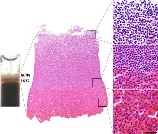 PINTO ET AL. 409 obtained with a diamond knife (Diatome, Hatfield, PA, USA) and stained with uranyl acetate and lead citrate, following routine procedures.