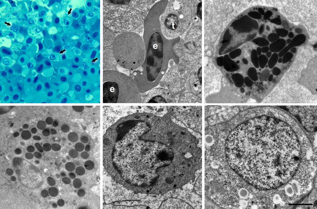 412 PINTO ET AL. A B C D E F FIGURE 8 Semi thin section (A) and electron microscopic features (B F) of the cells in avian buffy coat tube blocks.