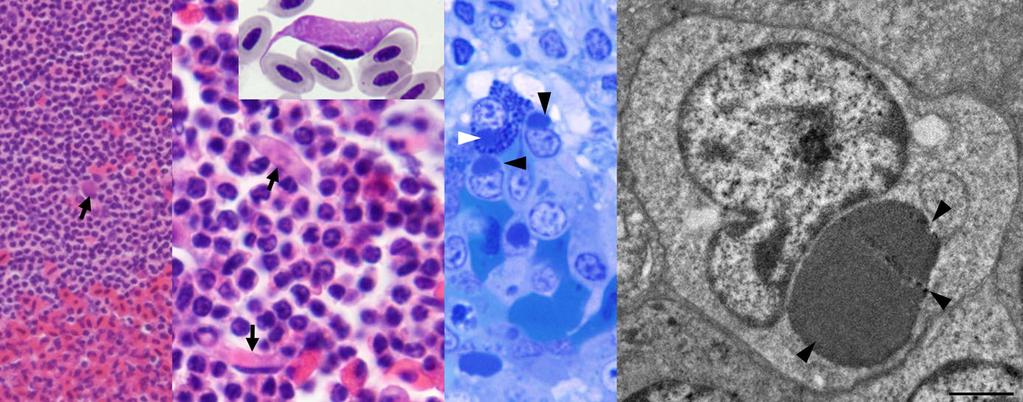 (B) Erythrocyte (e), thrombocyte (t), and (C) heterophil in A pennata. (D) Eosinophil in a B buteo and (E) monocyte in A gentilis.