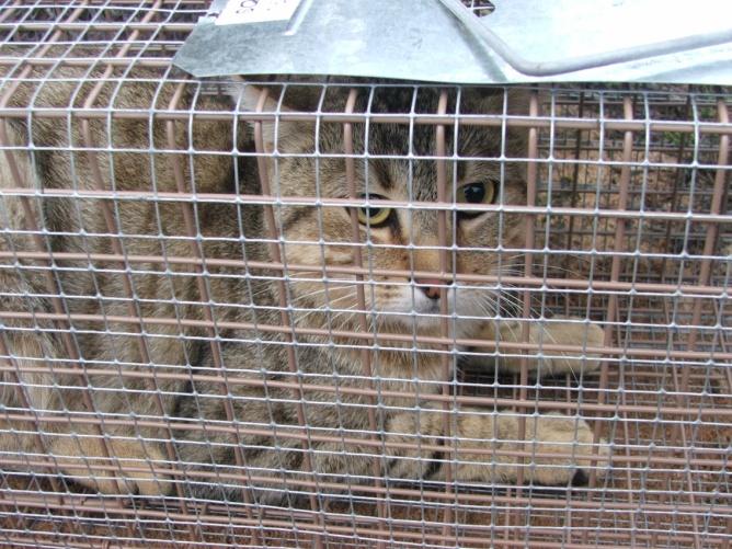 Feral and pest animals Vegetation clearing and human habitation can lead to increased feral or pest animals, particularly cats Survey and report data for feral or pest