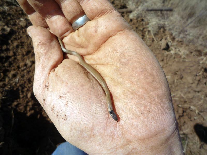 a juvenile Cape centipede eater