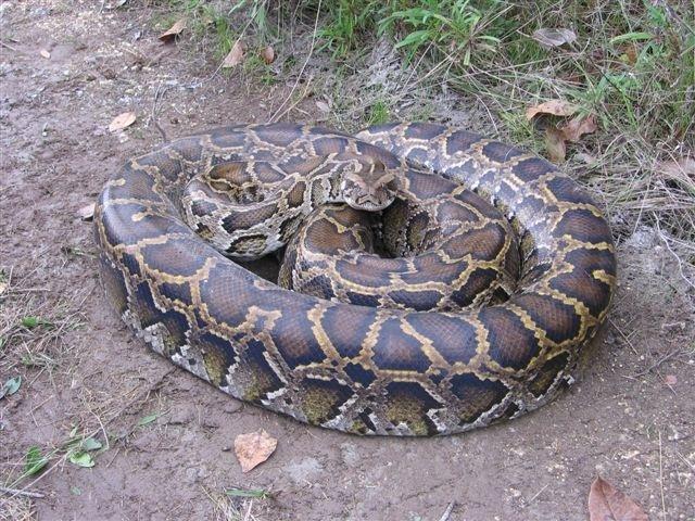 Burmese pythons