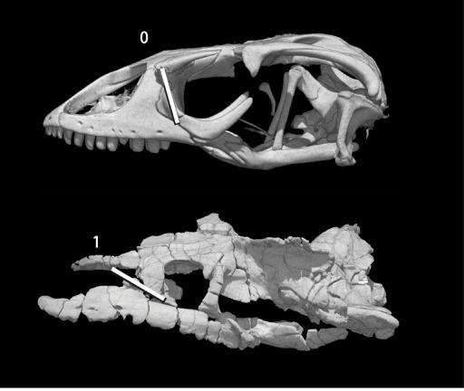 Character 177 dorsally oriented posterior margin of the maxilla.