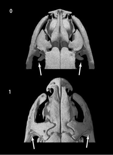 Character 198, long maxillary process articulates with lateral margin of prefrontal.