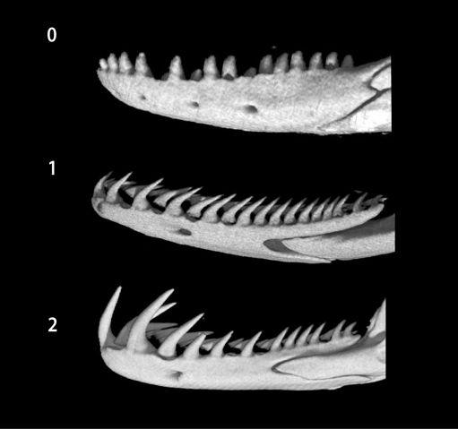 Character 159 enlarged anterior teeth.