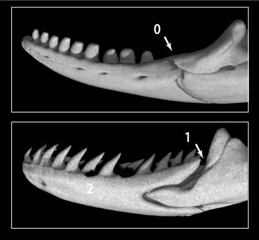Character 221, coronoid does not overlap dentary laterally.