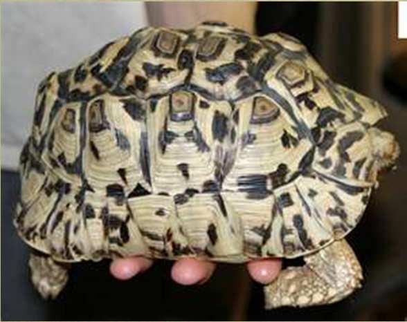 tortoises (Geochelone