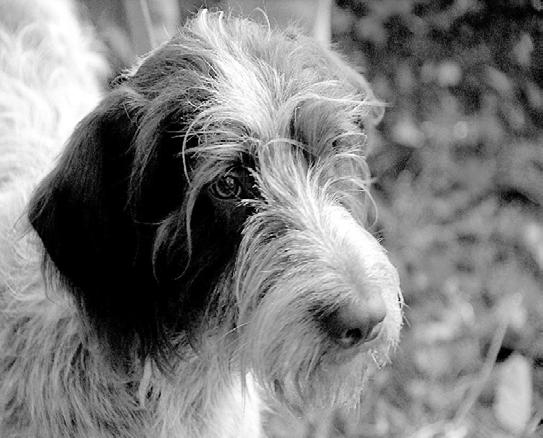 the WIREHAIRED POINTING GRIFFON CLUB OF