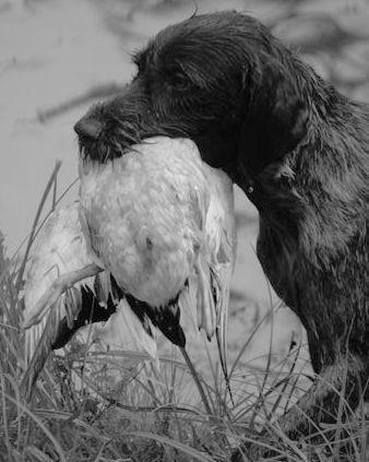 Bo had fine scores in all area, but he would not point the soggy, pen-raised birds.