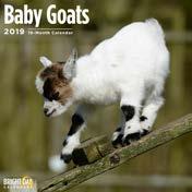 856222007859 Baby Goats