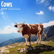 856222007804 Cows ISBN