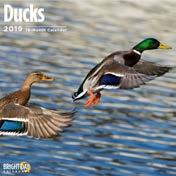 Ducks ISBN 978-1-948215-37-4 UPC