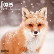 856222007743 Foxes ISBN
