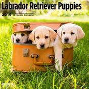 Labrador Retriever Puppies ISBN 978-1-948215-67-1 UPC 851949008059 Retail $14.
