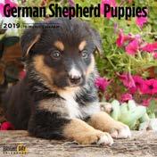 856222007989 German Shepherd