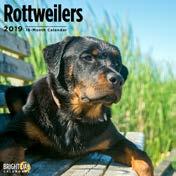 851949008103 Rottweilers