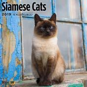 851949008196 Siamese Cats