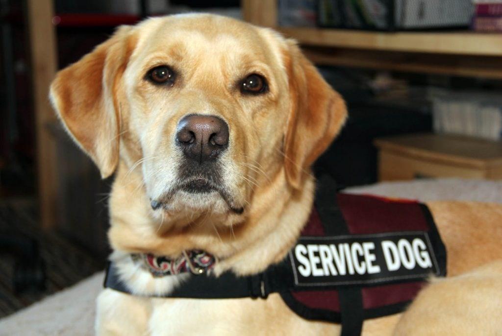 There s a Dog in the Ambulance!!! - AC Rob Light Service animals are becoming more and more of a hot topic in EMS, and along with this article, we are implementing an SOG covering service animals.